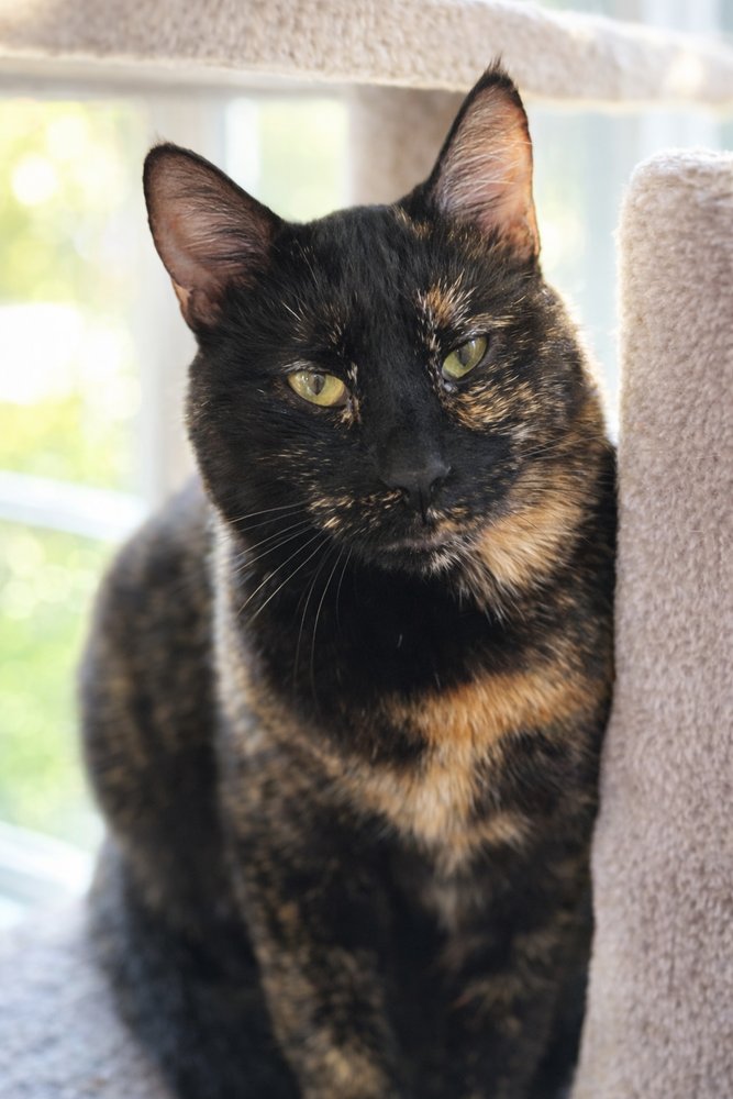 MEYERS - MS - Domestic Short Hair available for adoption