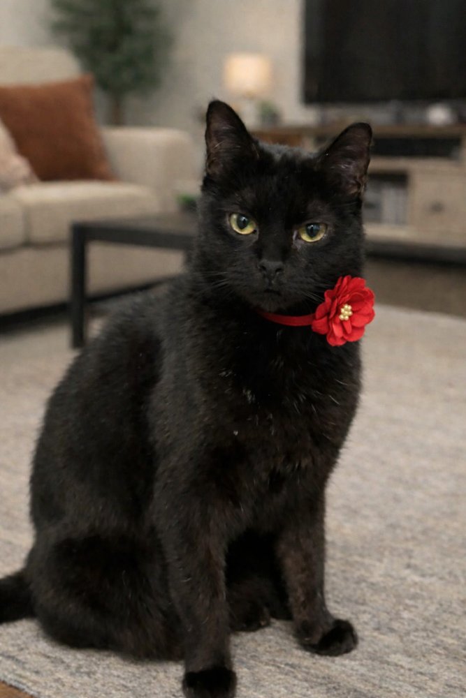 MOUSE-CN - Domestic Short Hair available for adoption