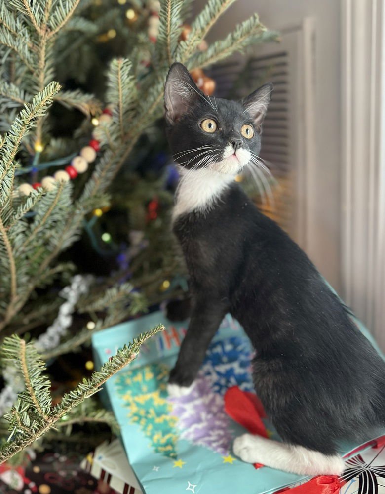 TOAST - MS - Domestic Short Hair available for adoption