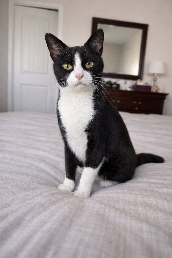 PAINT-CN - Domestic Short Hair available for adoption