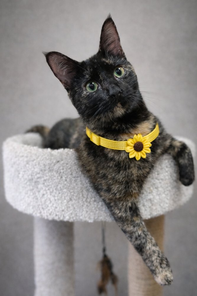 TOFFEE - JLI - Domestic Short Hair available for adoption