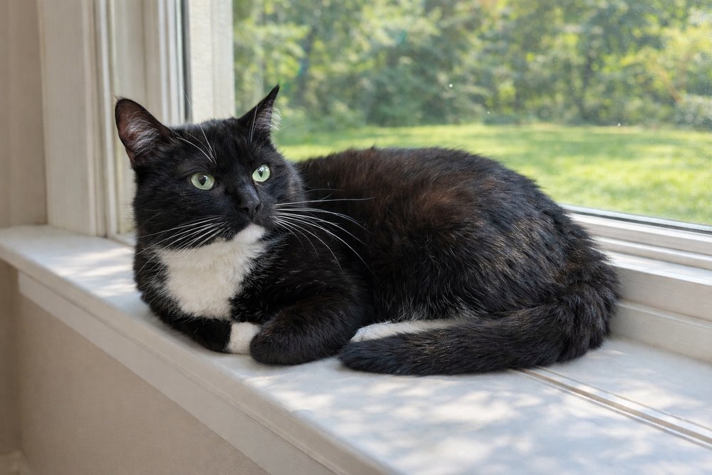 BUBBA - TD - Domestic Short Hair available for adoption