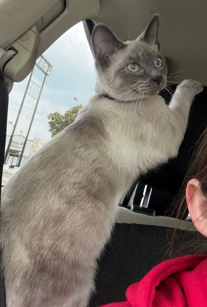 BLUE LOTUS - Siamese available for adoption