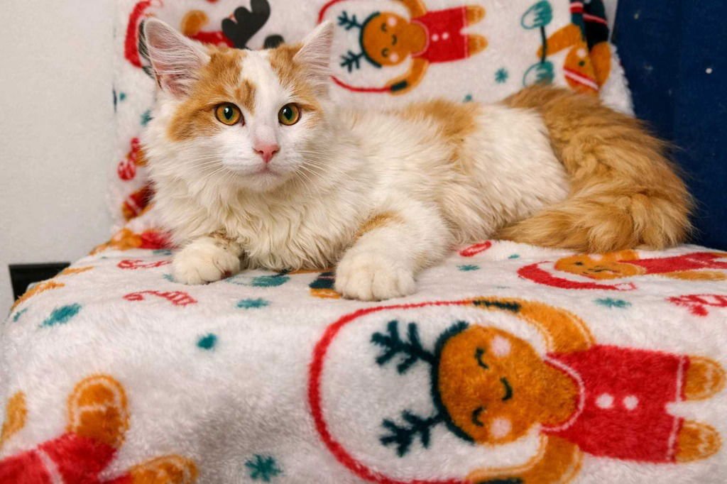 REY - Maine Coon / Domestic Long Hair available for adoption