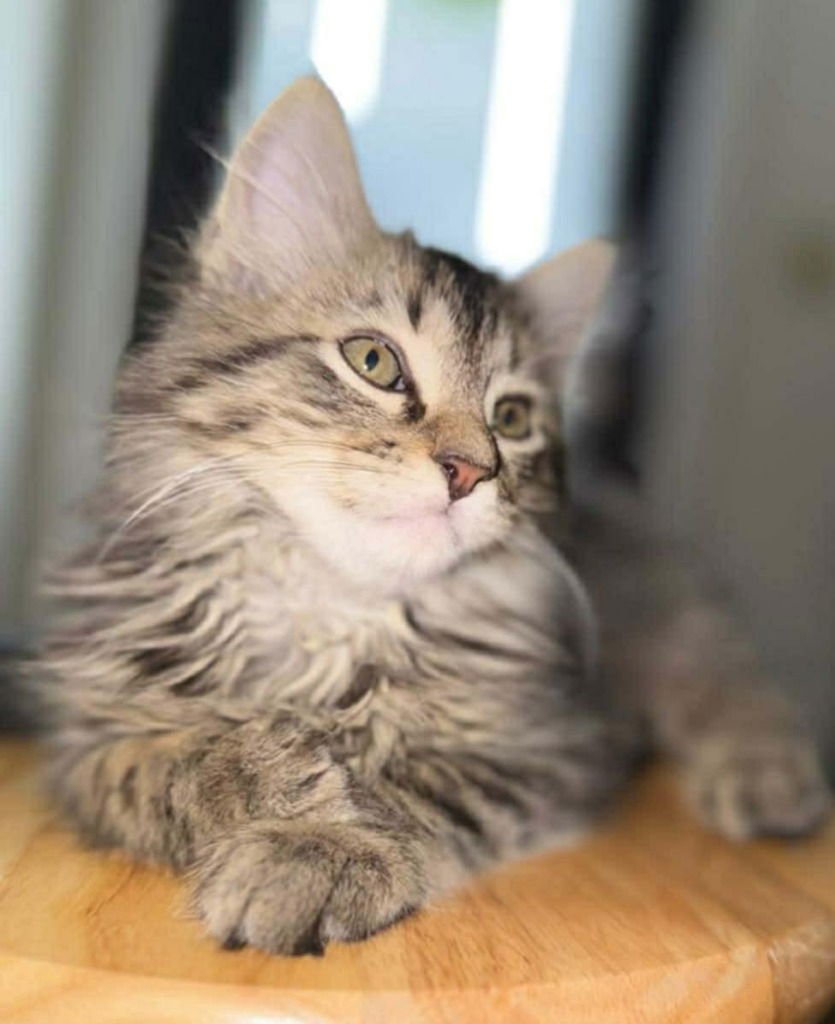 WALL-E . - Maine Coon available for adoption