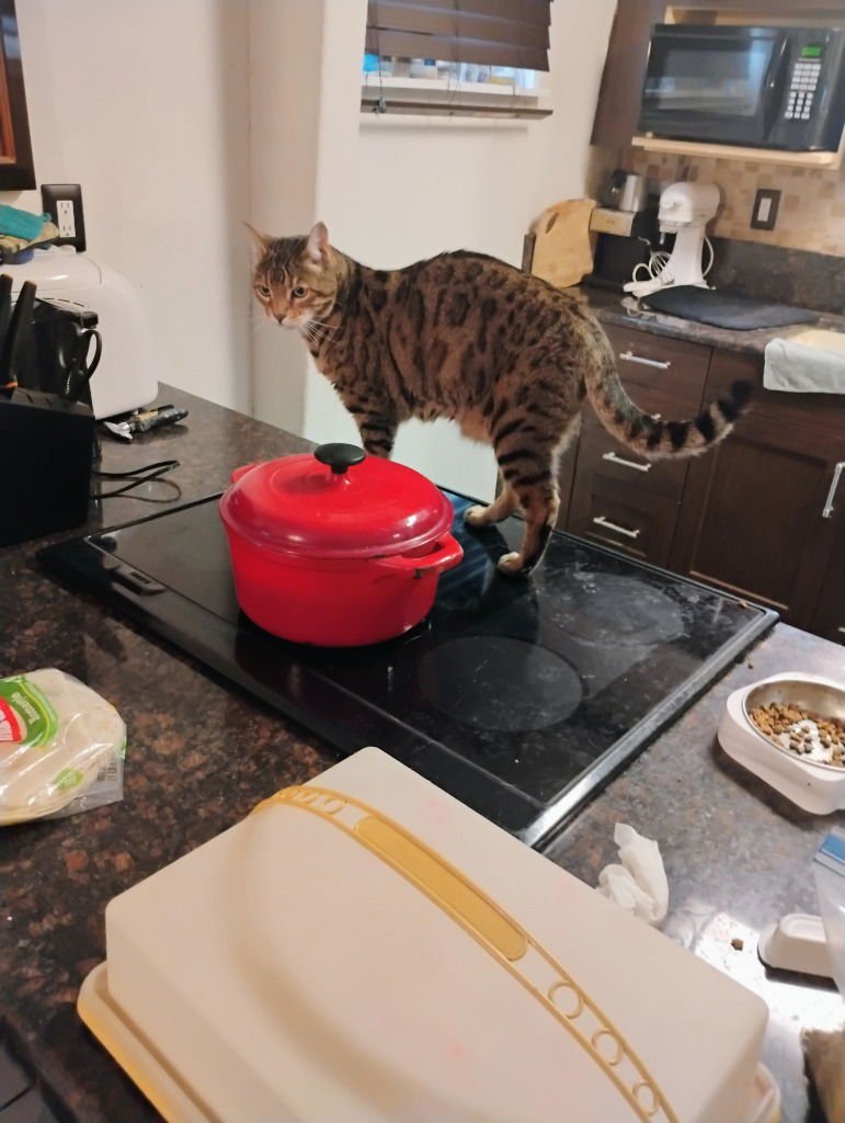 RICO RIGGS - Bengal available for adoption