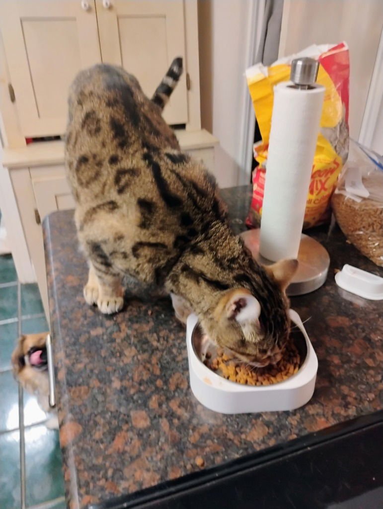 Rico Riggs - Photo 3