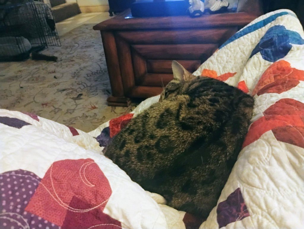 Rico Riggs - Photo 4