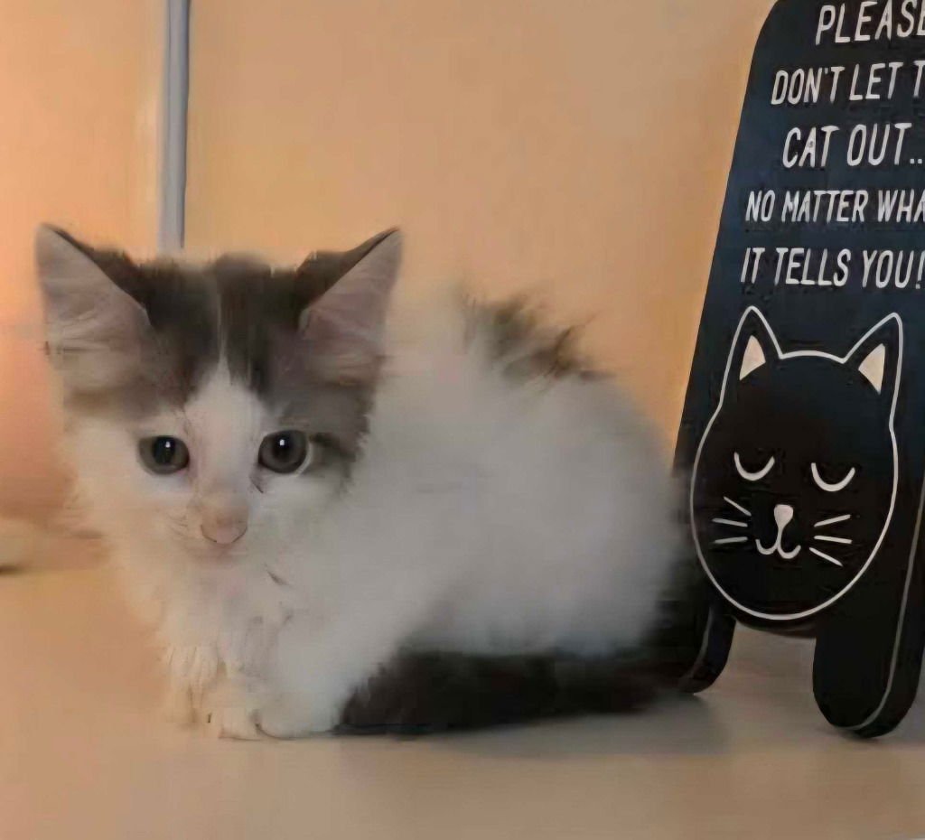 IRIS - Siamese available for adoption