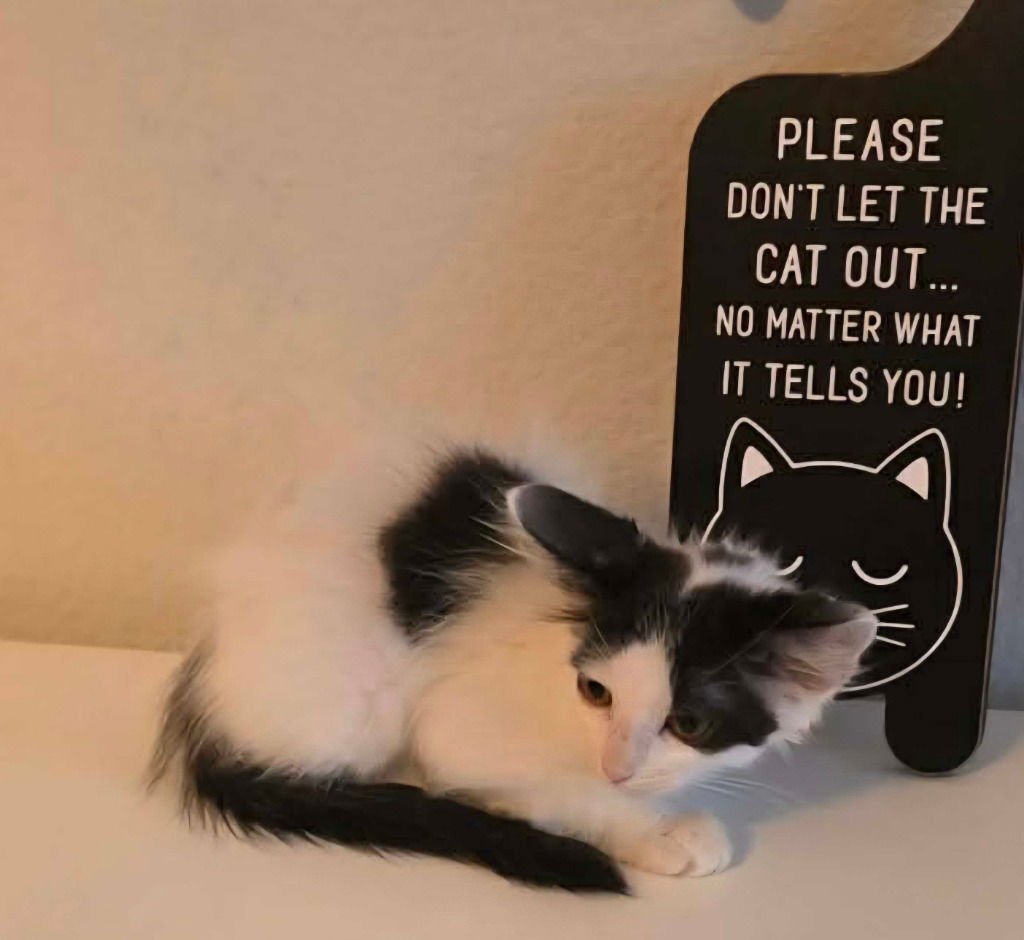 VIOLET - Siamese available for adoption