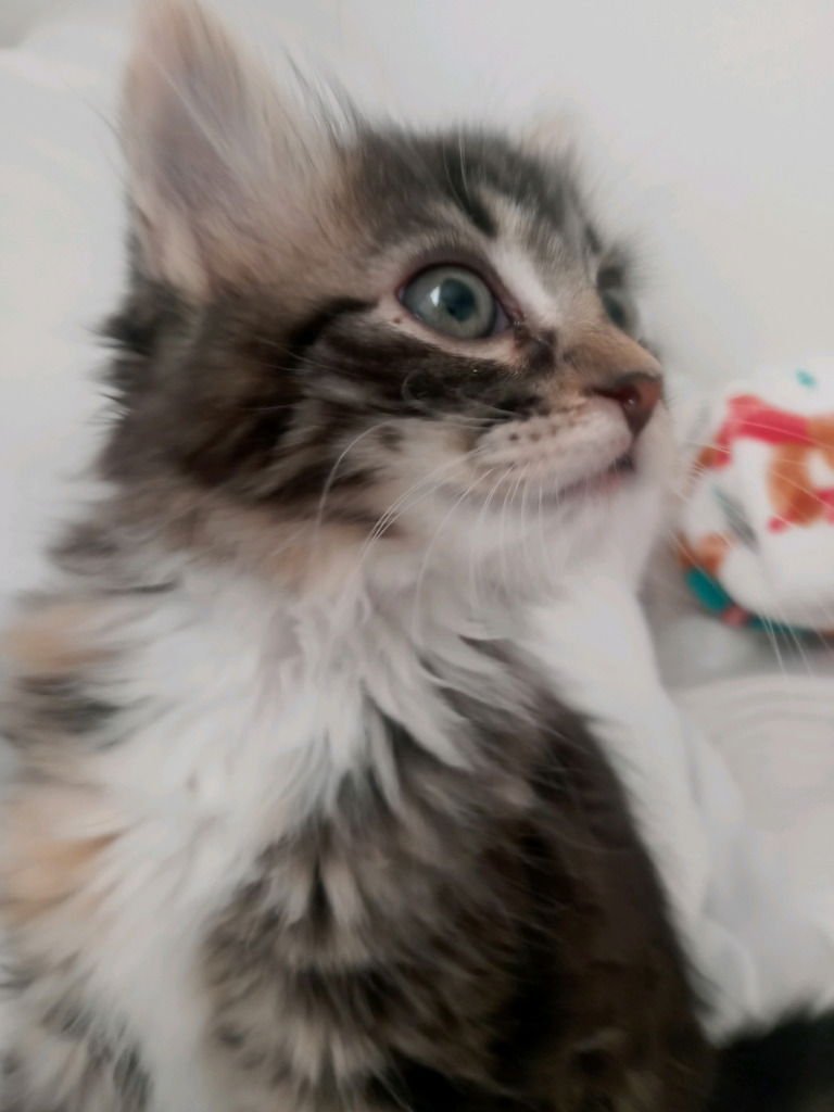 LEONA - Maine Coon / Domestic Medium Hair available for adoption