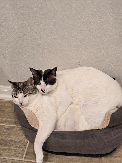 MASTER CHIEF (RIGHT) - Siamese available for adoption