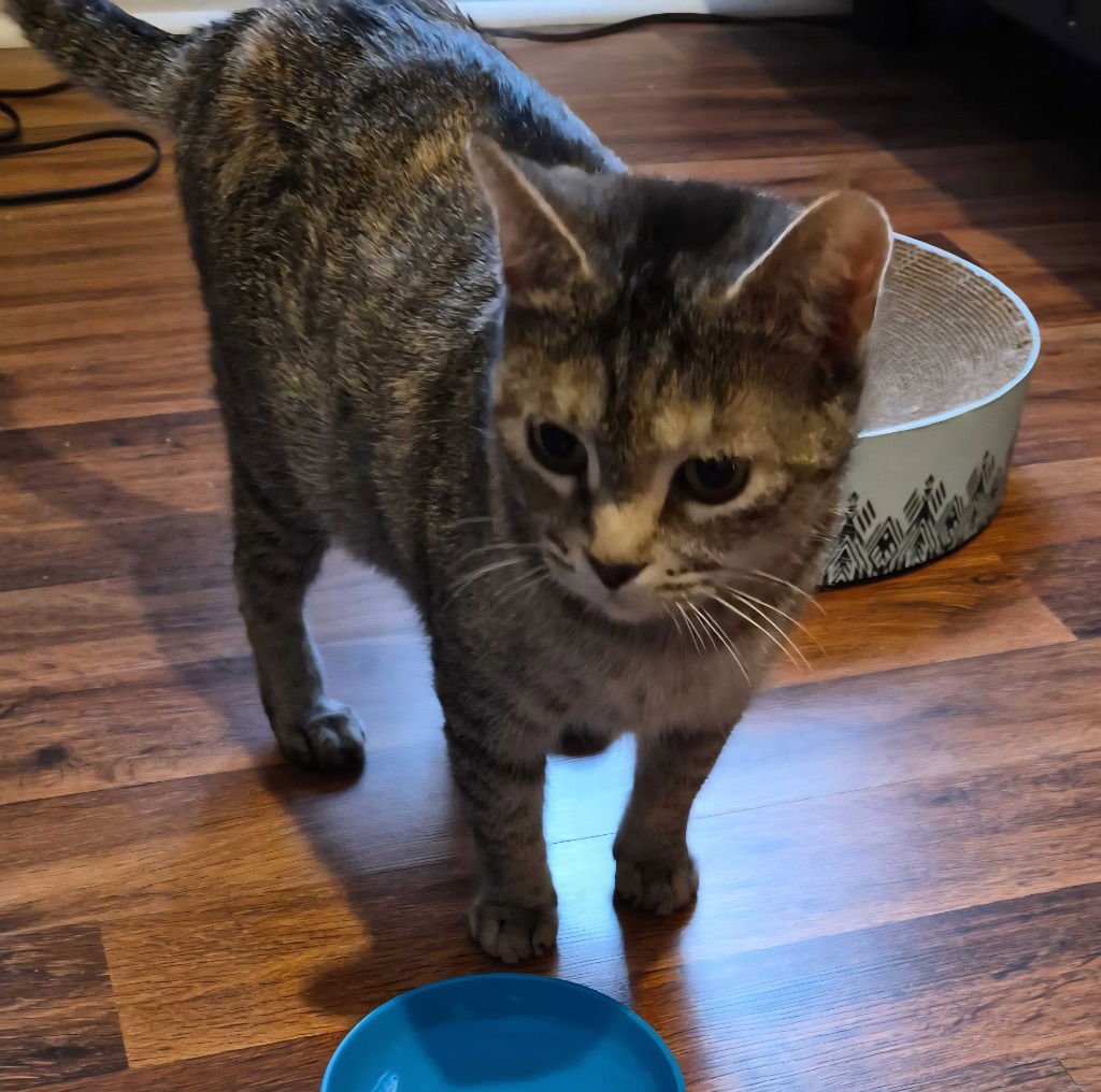 SQUISHY - Domestic Short Hair available for adoption