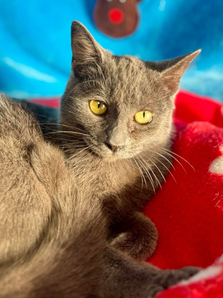 PRETTY GIRL - Siamese available for adoption