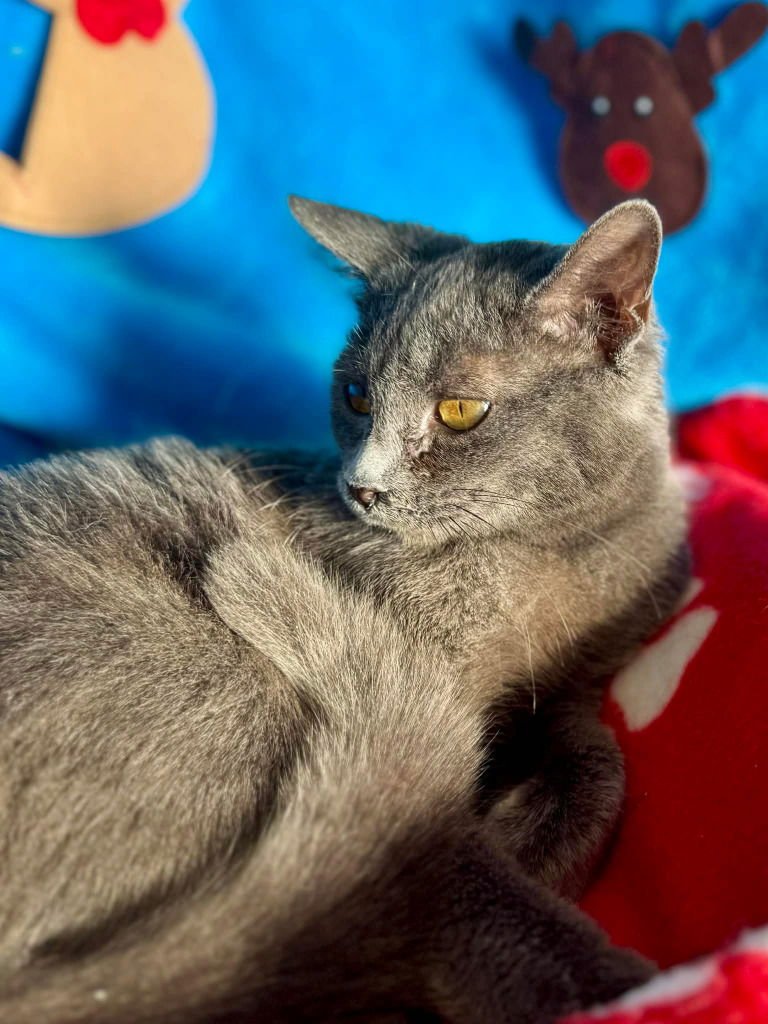 PRETTY GIRL - Siamese available for adoption