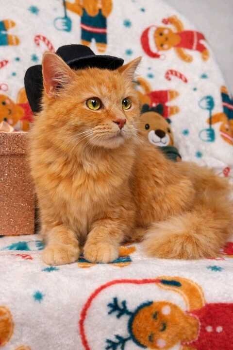 DIVA - Maine Coon / Domestic Long Hair available for adoption