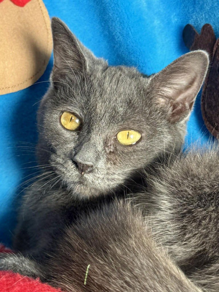 MISTY - Snowshoe available for adoption