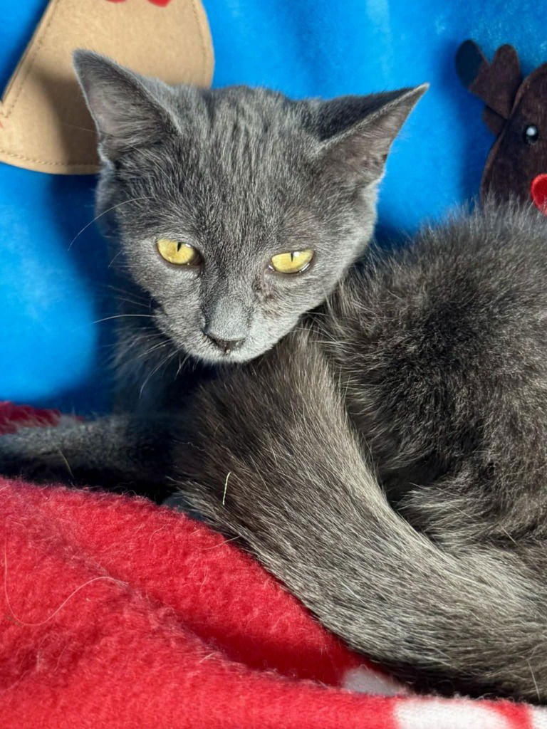 MISTY - Snowshoe available for adoption