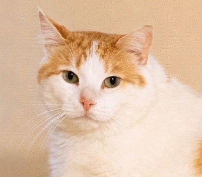 SIMON - Domestic Short Hair available for adoption