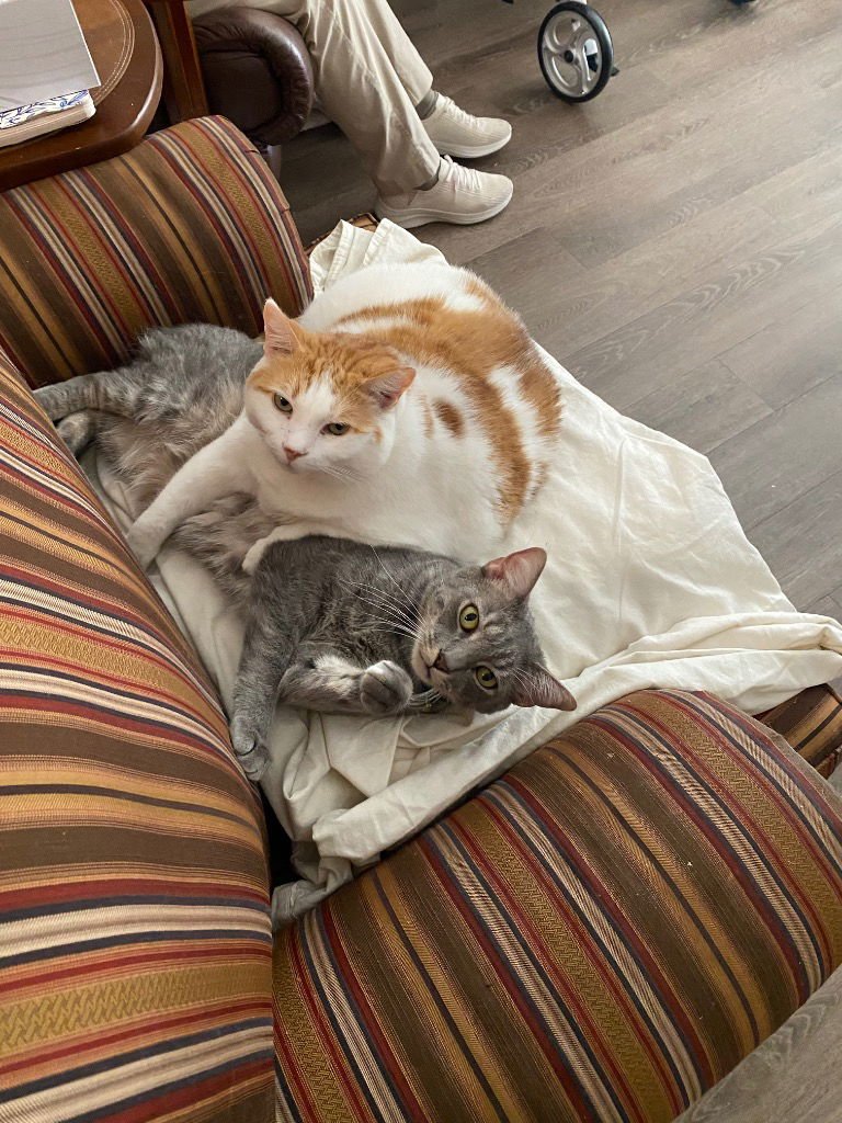 SIMON - Domestic Short Hair available for adoption