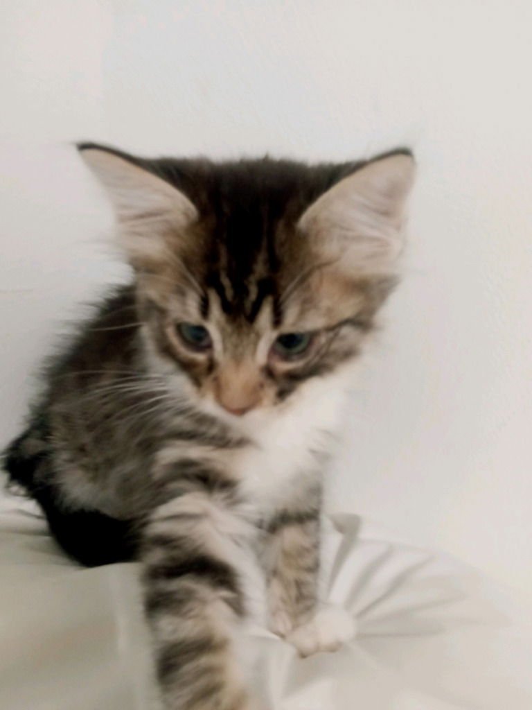 CEE-CEE - Maine Coon / Domestic Medium Hair available for adoption