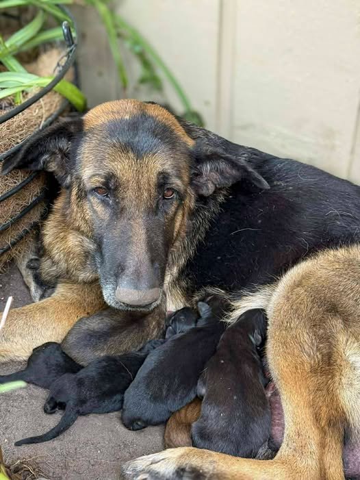 EMBER - German Shepherd Dog available for adoption