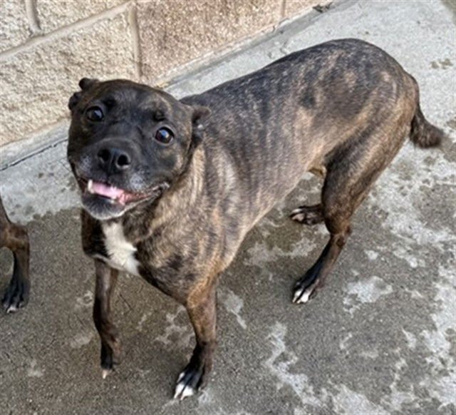 BLU - Boston Terrier / German Shepherd Dog available for adoption