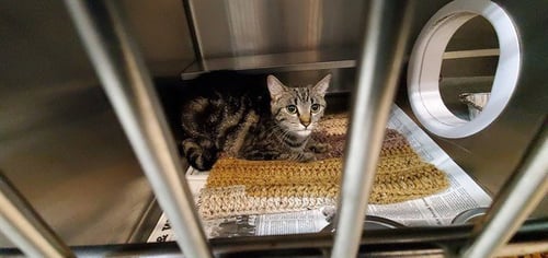 *OPAL - Domestic Short Hair for adoption in Aurora