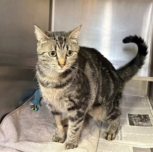 *OPAL - Domestic Short Hair for adoption in Aurora