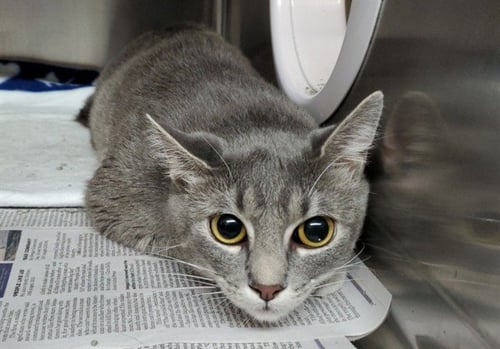 GIRLY GIRL - Domestic Short Hair for adoption in Aurora