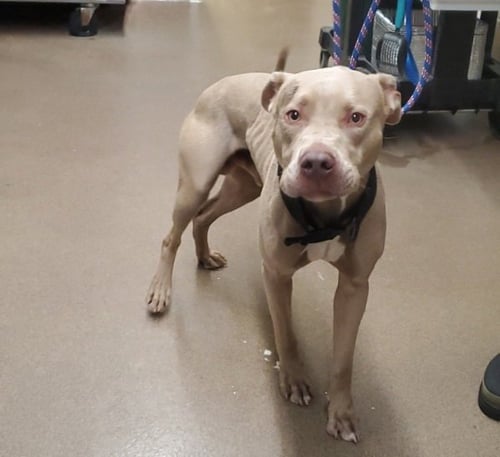 T-BONE - American Pit Bull Terrier available for adoption
