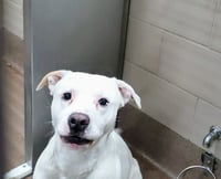 PACO - Photo 1