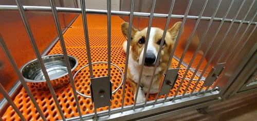 *LANCELOT - Pembroke Welsh Corgi available for adoption