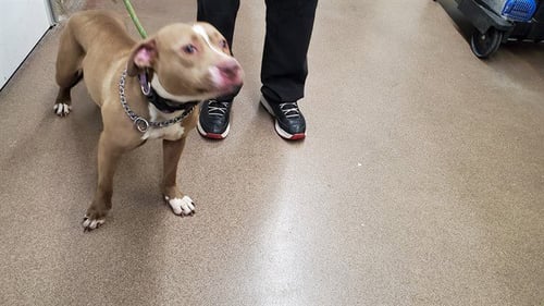 MAMA - American Pit Bull Terrier / Cane Corso Mastiff for adoption in Aurora
