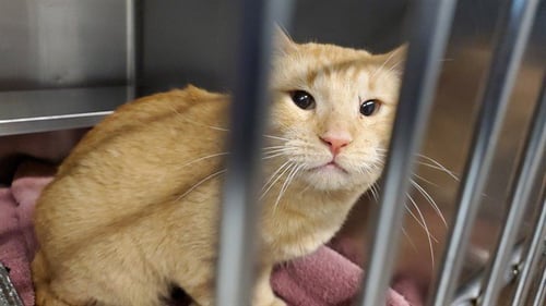 *NANA - Domestic Short Hair available for adoption