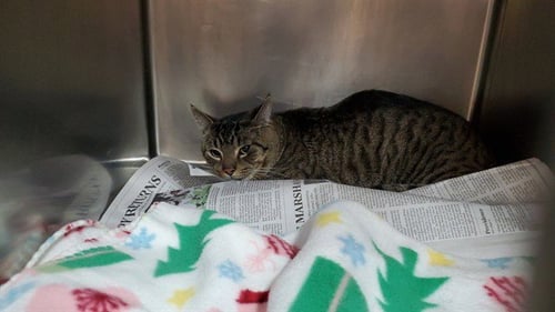 *MONK - Domestic Short Hair for adoption in Aurora