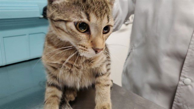 *NISSI - Domestic Short Hair available for adoption