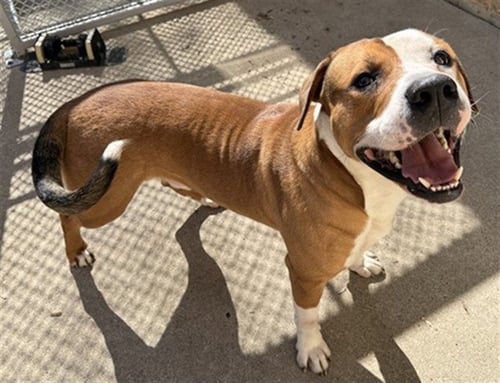 DIESEL - American Pit Bull Terrier for adoption in Aurora