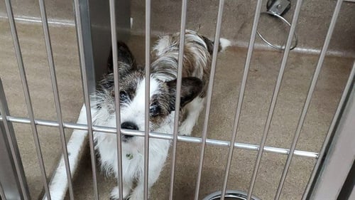 *FRANKLIN - Cairn Terrier available for adoption