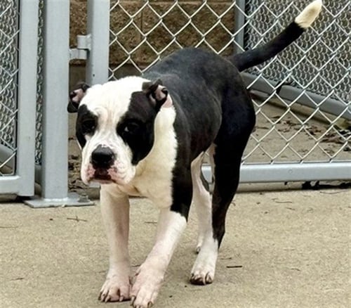 *ESMERALDA - American Pit Bull Terrier for adoption in Aurora