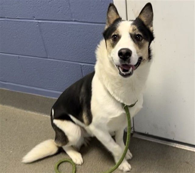 *MUFFIN - Border Collie for adoption in Aurora