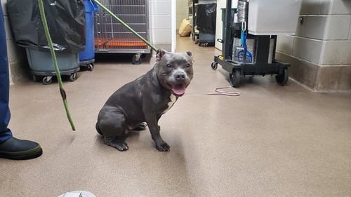 *SAHARA - American Pit Bull Terrier for adoption in Aurora