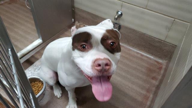 *POINSETTIA - American Pit Bull Terrier available for adoption