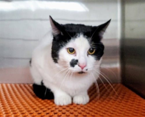 *SWIFT HEART - Domestic Short Hair for adoption in Aurora