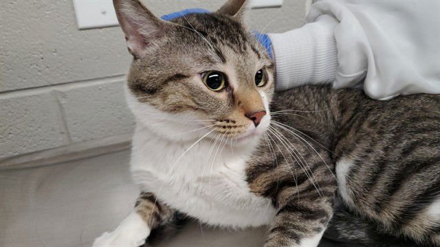 *NEWBIE - Domestic Short Hair available for adoption