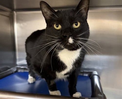 MOUSE - Domestic Short Hair available for adoption