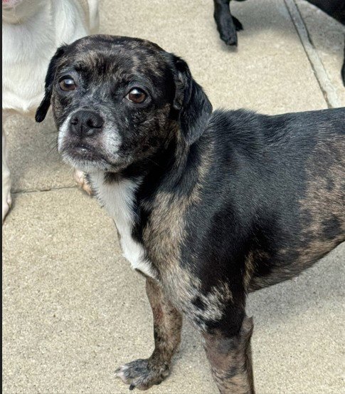 *DAPHNE - Pug / French Bulldog available for adoption