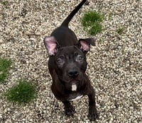 *JUNE BUG - Photo 1