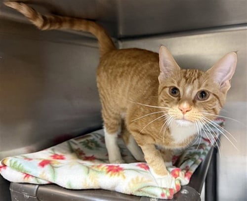 *RADDIANT - Domestic Short Hair for adoption in Naperville