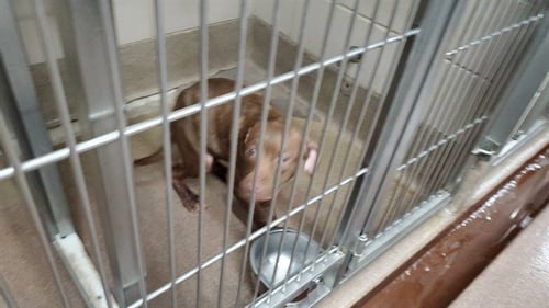 D-NICE - American Pit Bull Terrier / Cane Corso Mastiff for adoption in Aurora